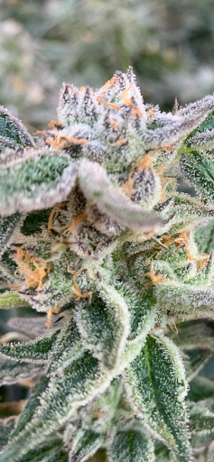 Oklahoma Native Roots Dispensary, Processing, & Grow Gallery - United States