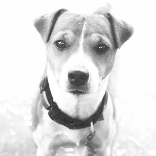 Revitalizing Pet Care - Thumbnail