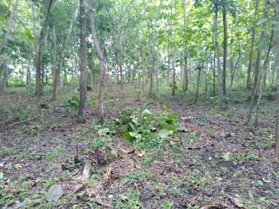 Photos of Bumi Perkemahan Ilalang Adventure