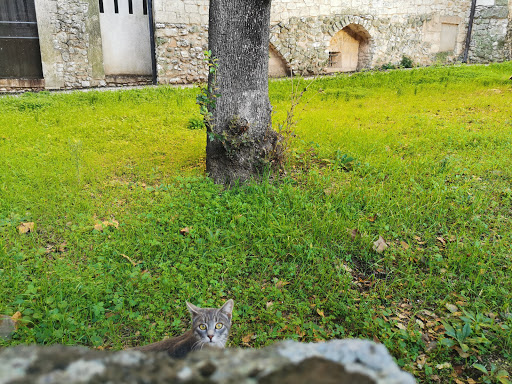 Chiesa Nova - Visual