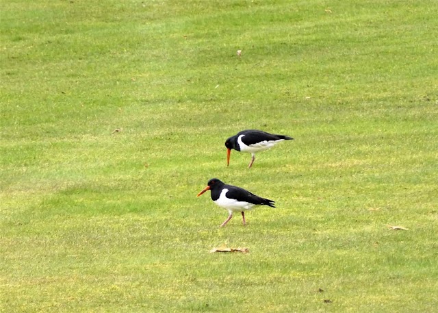 Crieff Golf Club Ltd