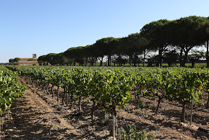 Photo n°16 de Cave de Pazac à Meynes (Vignoble)