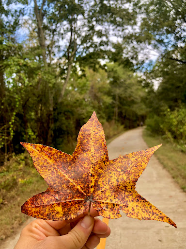 Legacy Trail - Visual