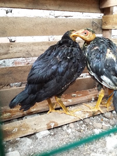 Photos of Gonting Malaha Enterprise