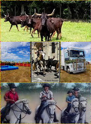 Photo n°17 de Manade CHAIX Remi à Saint-Pierre-de-Mézoargues (Ferme d'élevage)