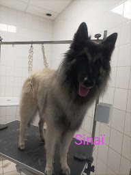 Photo n°6 de Boules de Poils Longué Jumelles à Longué-Jumelles (Toiletteur)