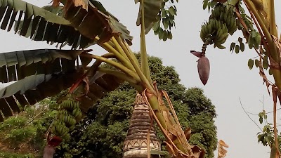 Photos of Tree Growing From The top Of Pagoda