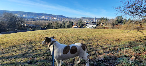 Trüperwiese Jena - Thumbnail