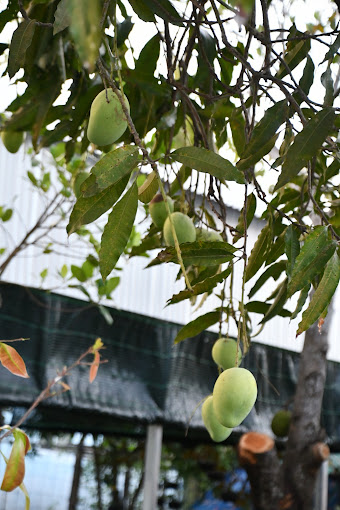 Coffee Vườn Nho Thái Hi