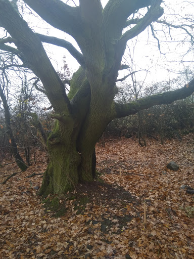 Galgenberg Bingenheim - Thumbnail