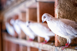 Photo n°19 de Les Pigeons du Mont Royal - Élevage de Pigeons de Chair - Ferme Auberge à Lombers (Bar à tapas)
