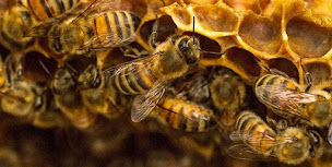 Photo n°4 de Miel Cagninacci à Urtaca (Épicerie fine)