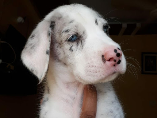 Great Dane female puppy Available post image