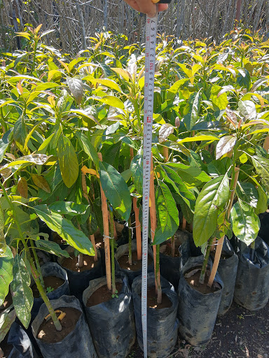 Vivero Mi pequeño paraíso - Thumbnail