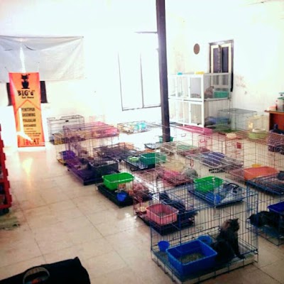 Photos of dinaL BIG d Cat House