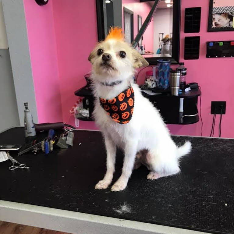 Ruffing It Doggie Day Care Pet Groomer in Grand Forks