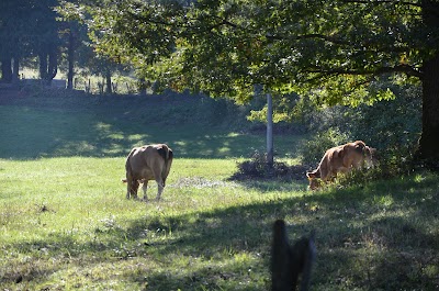 Camping Alto Savio - Campeggio attrezzato a Bagno di Romagna