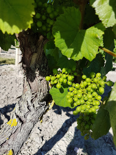 Christian COUSIN - Domaine de Fiervaux - Thumbnail