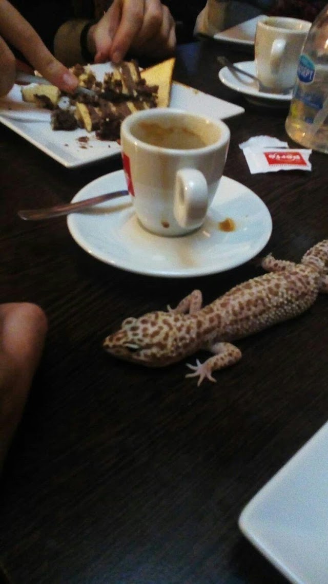 Zoo Cafe
