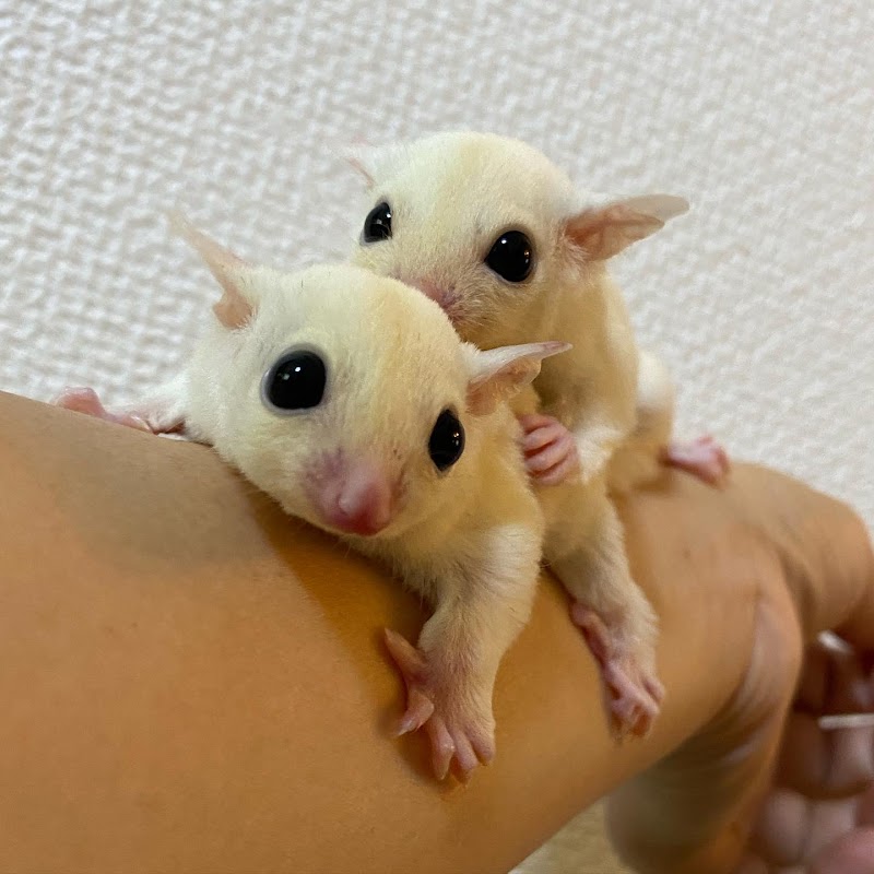 小動物、エキゾチックアニマル取扱店 しっぽのきもち