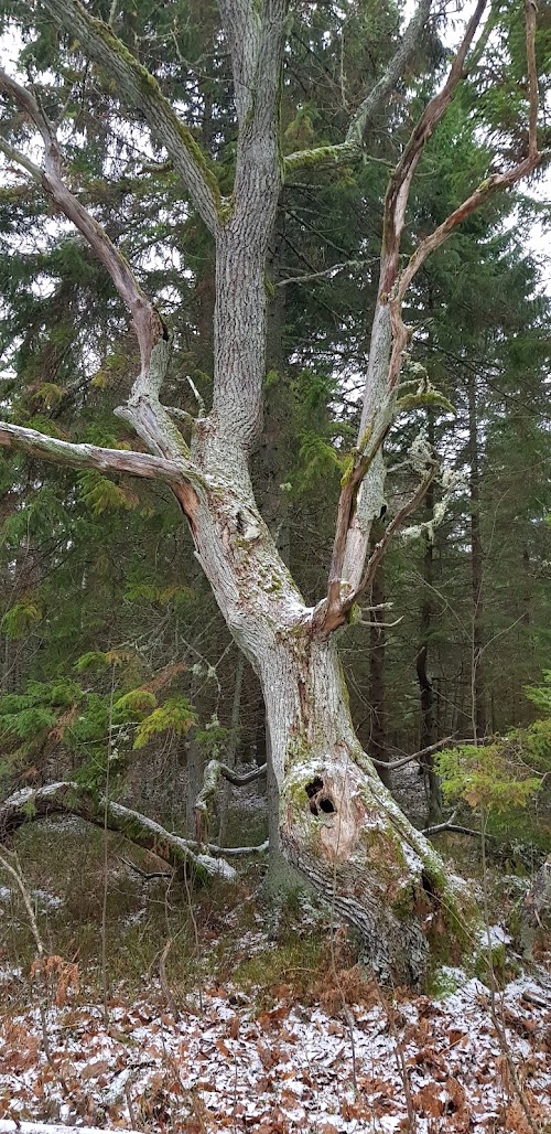 Tädu loodusõpperada (RMK)
