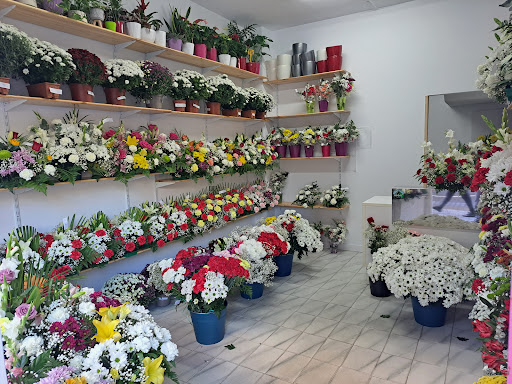 Flores y plantas Karolina - Thumbnail