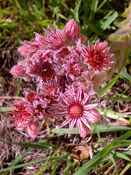 Photo n°49 de Relais du Télégraphe à Valloire (Restauration rapide)