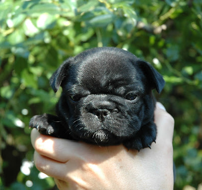 Allevamento Bouledogue Francese De Valoisse - Allevamento Bouledogue Francese