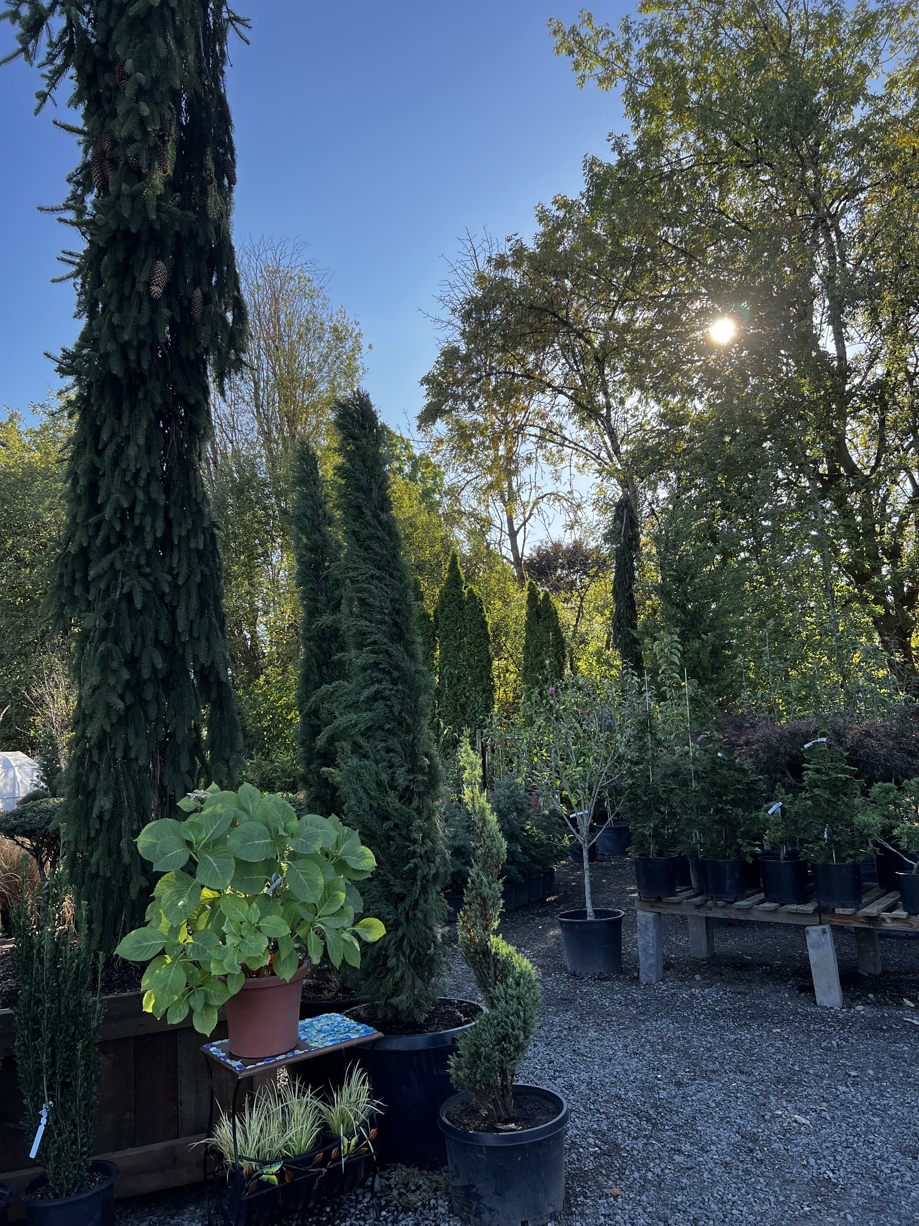 Elizalde Gardening Nursery
