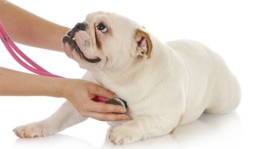 Animal Dogtor
