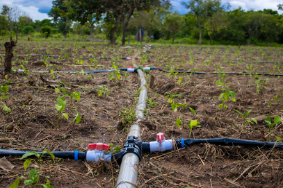 GREEN AGRO VALLEY CI