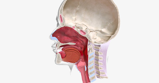 Problems affecting the larynx may include voice changes, persistent hoarseness, throat discomfort… post image