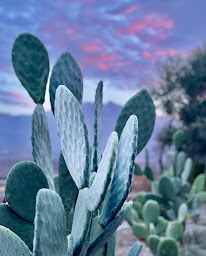 Photo n°20 de Le Moot Bar Tapas Vermuteria & Cactus à Eus (Restaurant de tapas)
