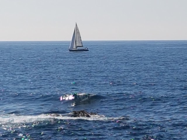 Île du Petit Gaou