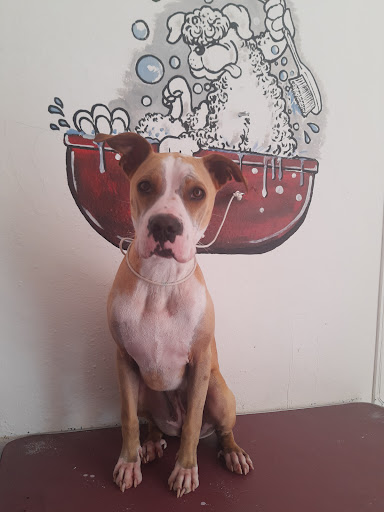 Chiguagua Veterinaria