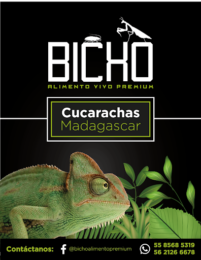 BICHO "Entiende a tu mascota'' - Thumbnail