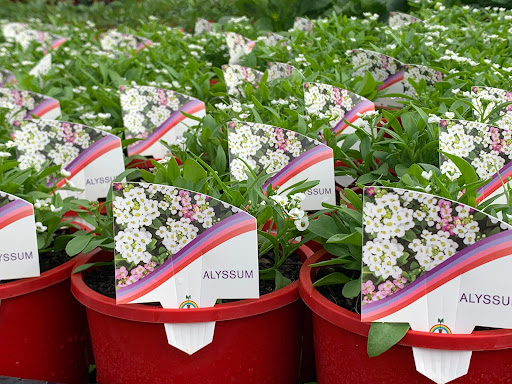 Rumbalara Wholesale Nursery - Thumbnail