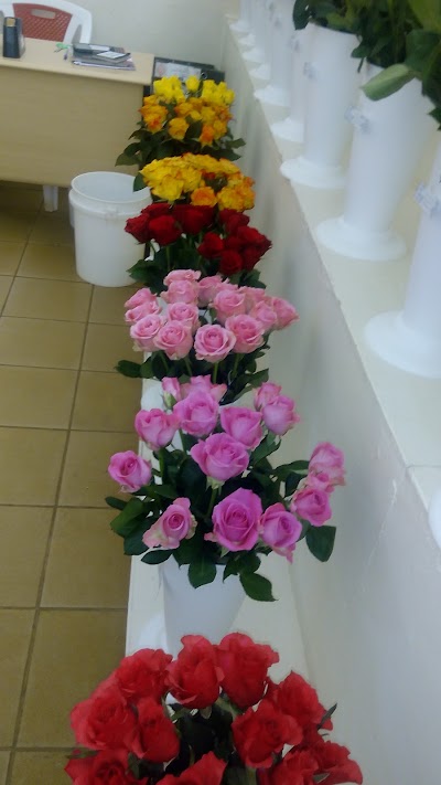 Photos of Ravine Karen Roses