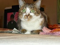 太宰府犬猫病院