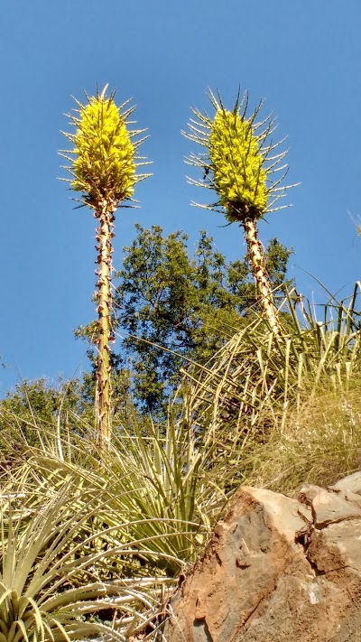Photos of la Campana National Park