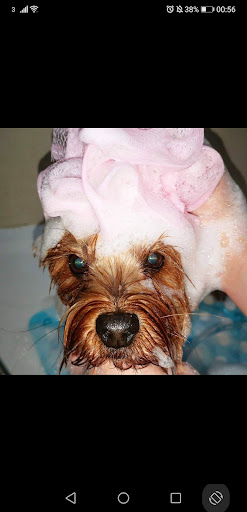 Bella's Spa & Grooming