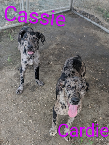 Livingston Parish Animal Shelter - Thumbnail