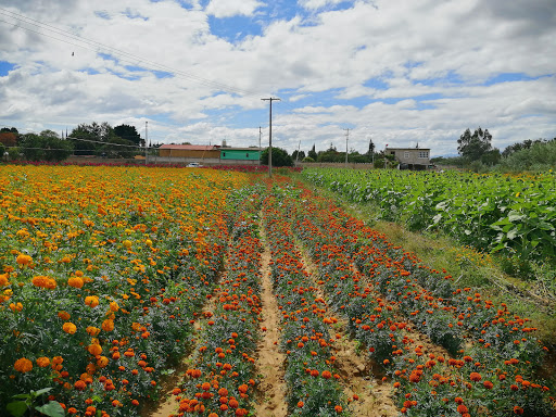 Campo de flores el carrizal - Thumbnail