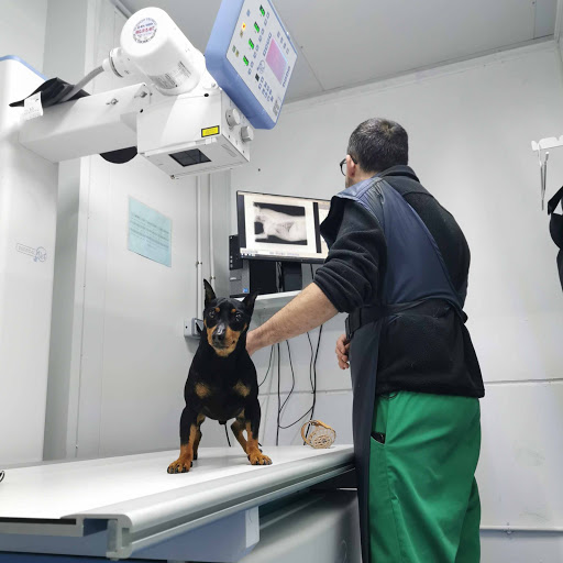 MECOVET CLINICA VETERINARIA