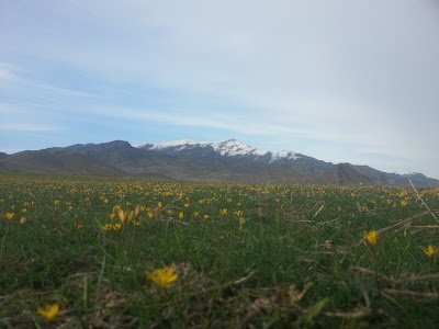 Photos of Buzbu Too