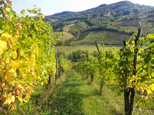 Cantine Campana - Thumbnail
