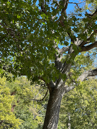 Cane Ridge Park - Thumbnail