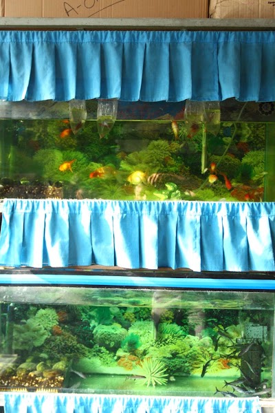 Photos of A-one Aquarium Shop