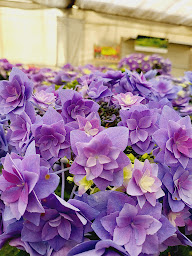 Photo n°41 de Pépinière Saint Pauloise à Saint-Paul-de-Vence (Jardinerie)