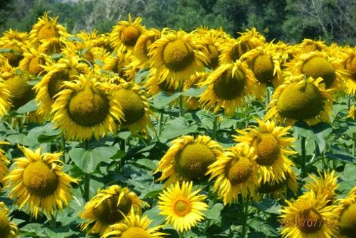Tuscany Farm Holiday Grosseto - Oasi del Pianettino - Thumbnail